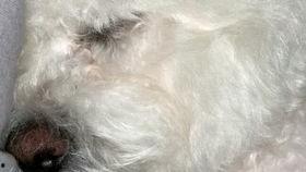 姓猪的明星,闪耀娱乐圈的璀璨星辉