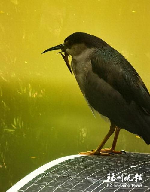 头条怎么养小鸟的,头条教你轻松养小鸟