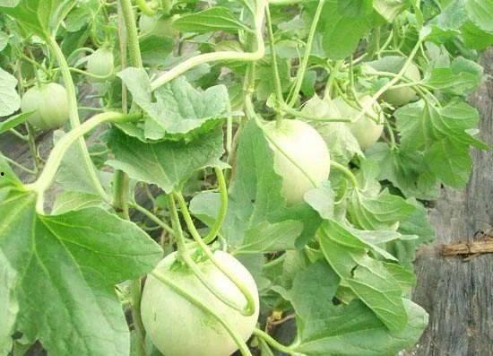 长春今日头条香瓜价格