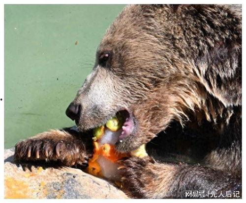 棕熊咬明星,惊心动魄的意外瞬间