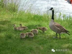 鹅姐吃瓜热议,揭秘娱乐圈背后的秘密与真相