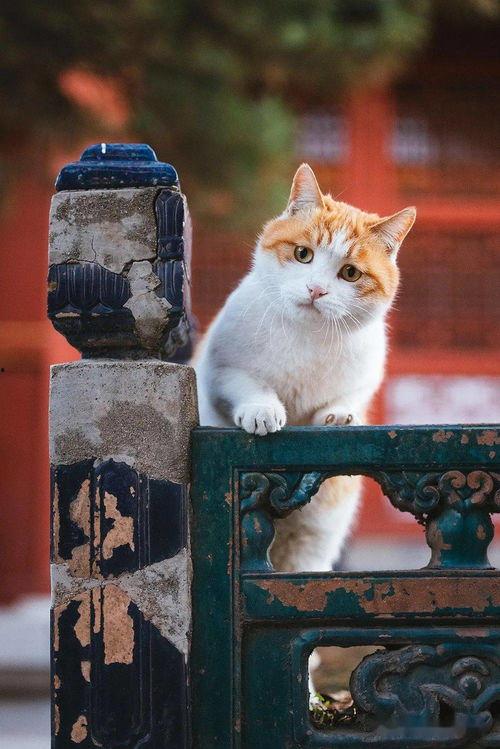 网红爆火立体小猫是谁,萌动万千网友的治愈系萌宠